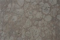 Rhodolith Limestone Collection Image, Figure 3, Total 3 Figures